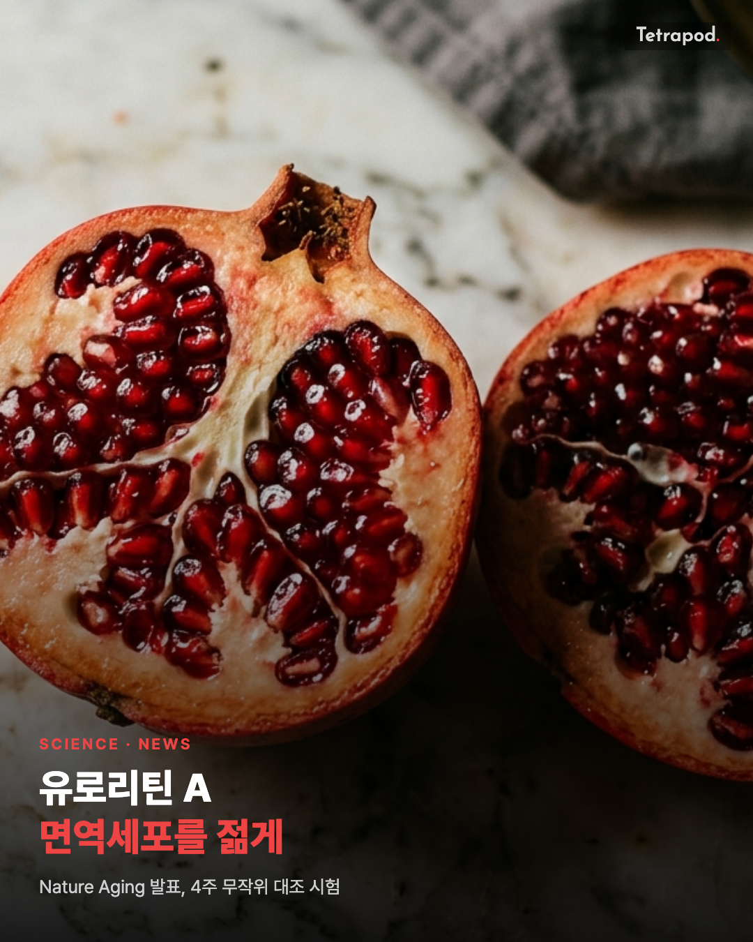 유로리틴 A, 면역세포를 젊게 되돌리다