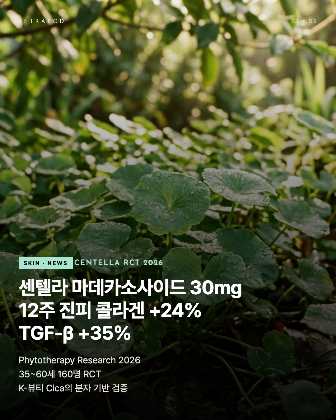 센텔라 마데카소사이드 30mg — 진피 콜라겐 +24% TGF-β +35%