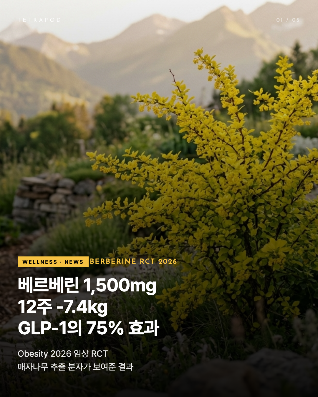 베르베린 1,500mg — 12주 -7.4kg, GLP-1의 75% 효과