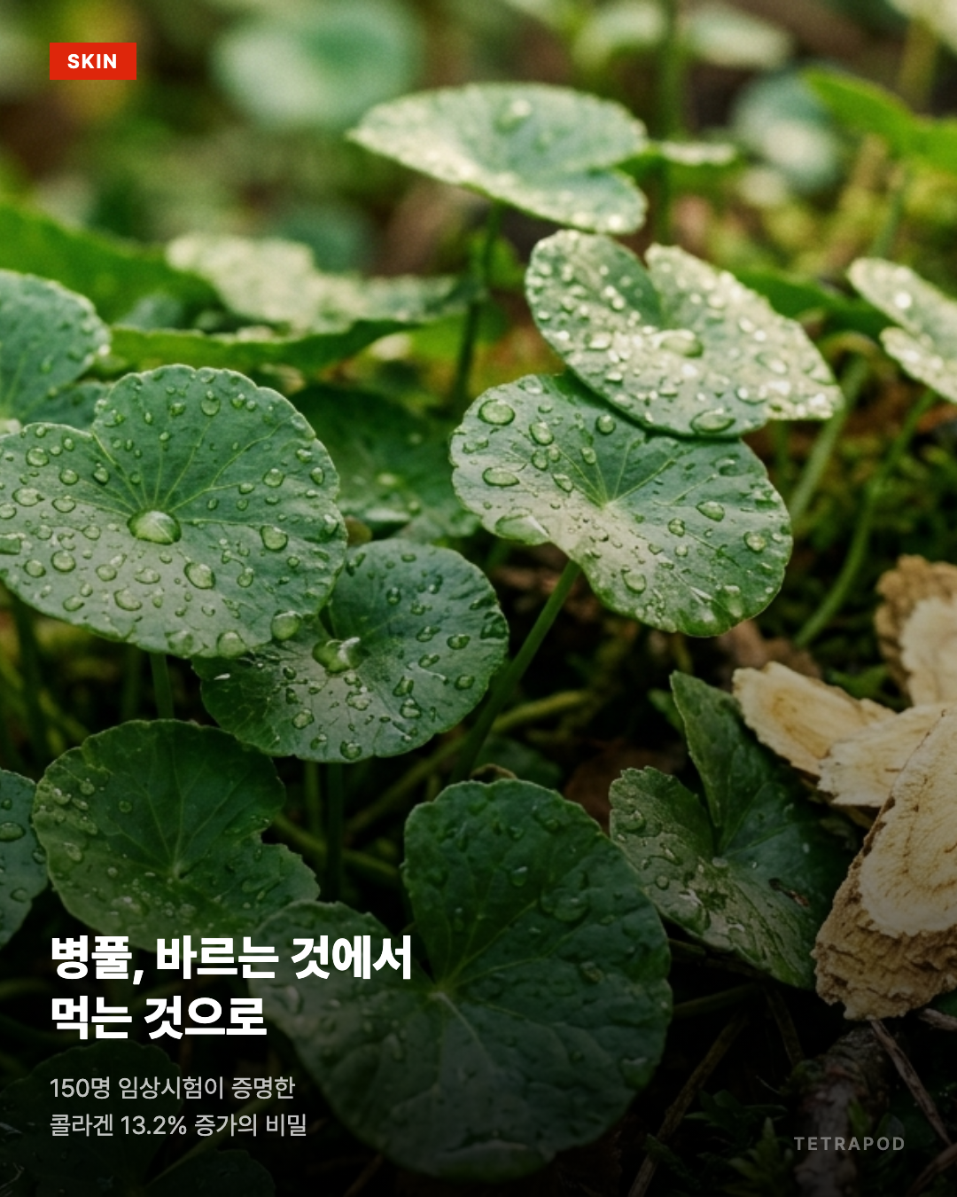 병풀, 바르는 것에서 먹는 것으로