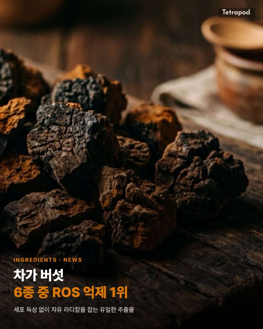 차가 버섯, 6종 중 ROS 억제 1위에 독성 0