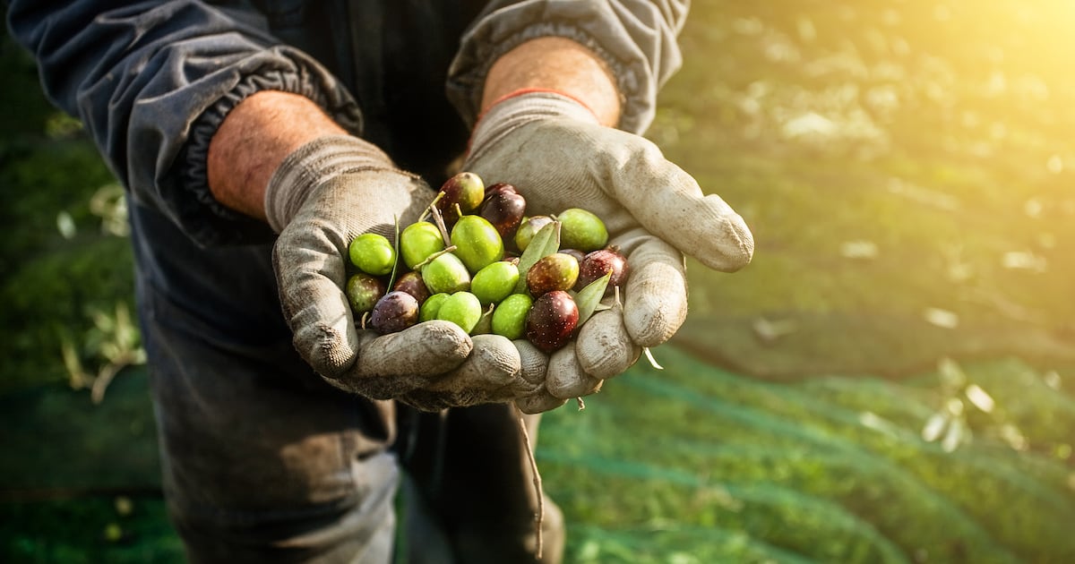올리브 폴리페놀 15mg, 16주 만에 산화 스트레스 7개 지표 개선