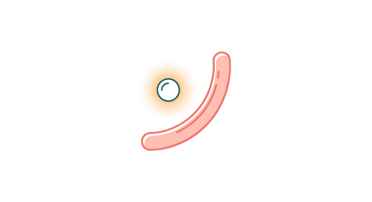 What Is Akkermansia muciniphila? The Mucin-Loving Next-Generation Probiotic