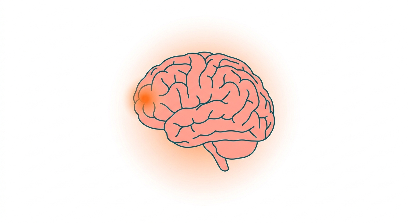 Citicoline (CDP-Choline): Memory, Attention, and Brain Phospholipid Renewal