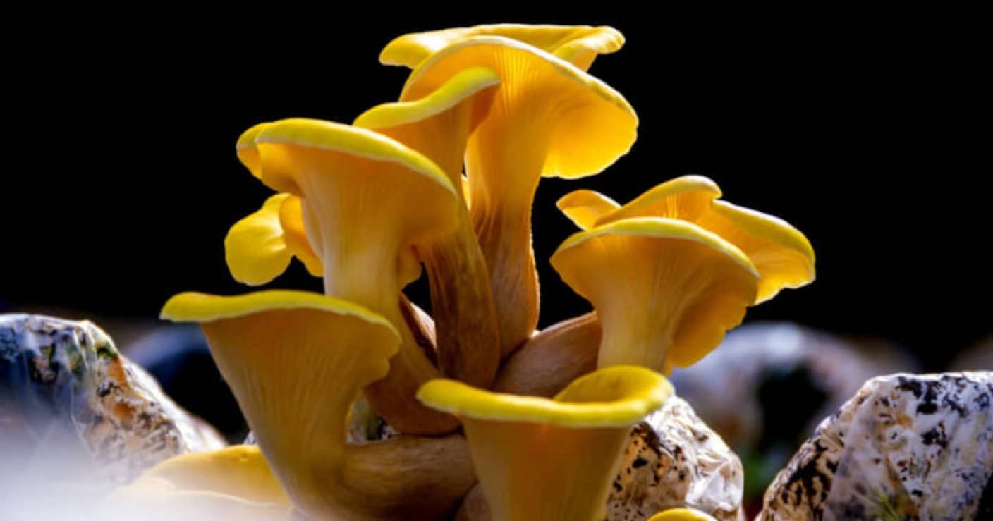 Ergothioneine: The 'Longevity Vitamin' Your Skin Has Been Missing