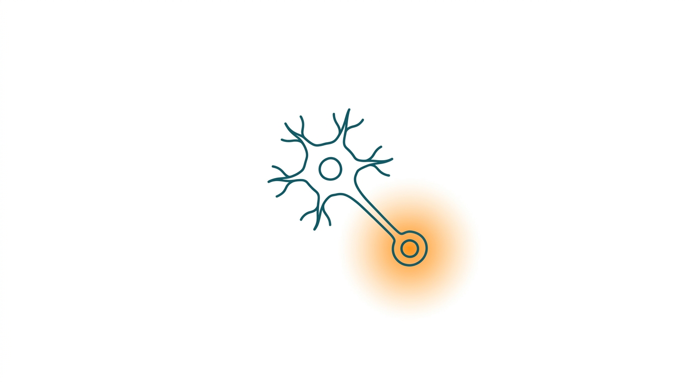 Neurokinin Receptor (NK Receptor): The New Target for Menopausal Hot Flashes