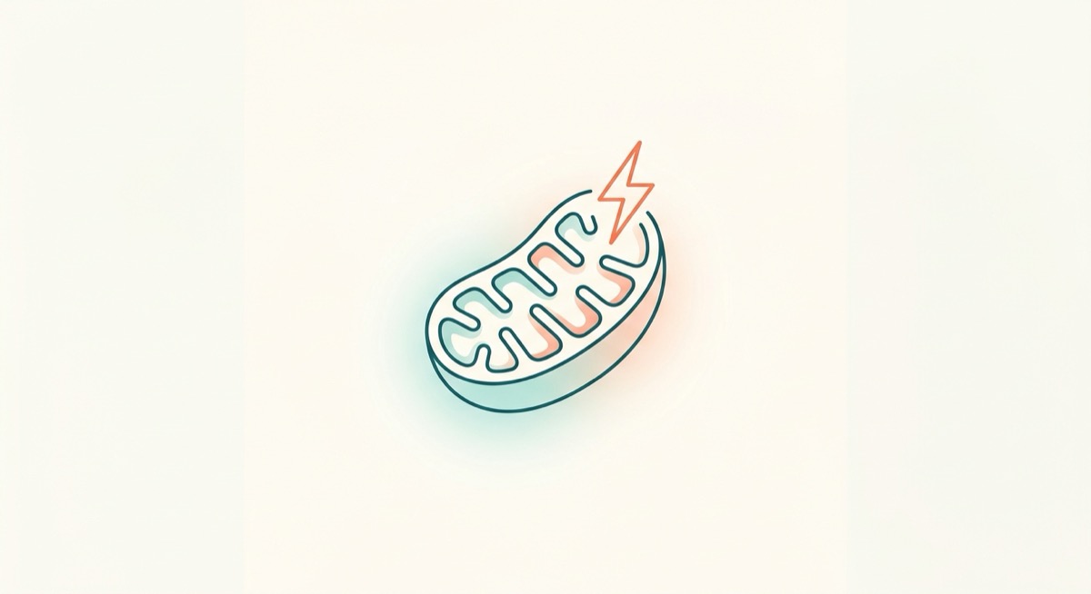Mitochondrial Membrane Potential (MMP)